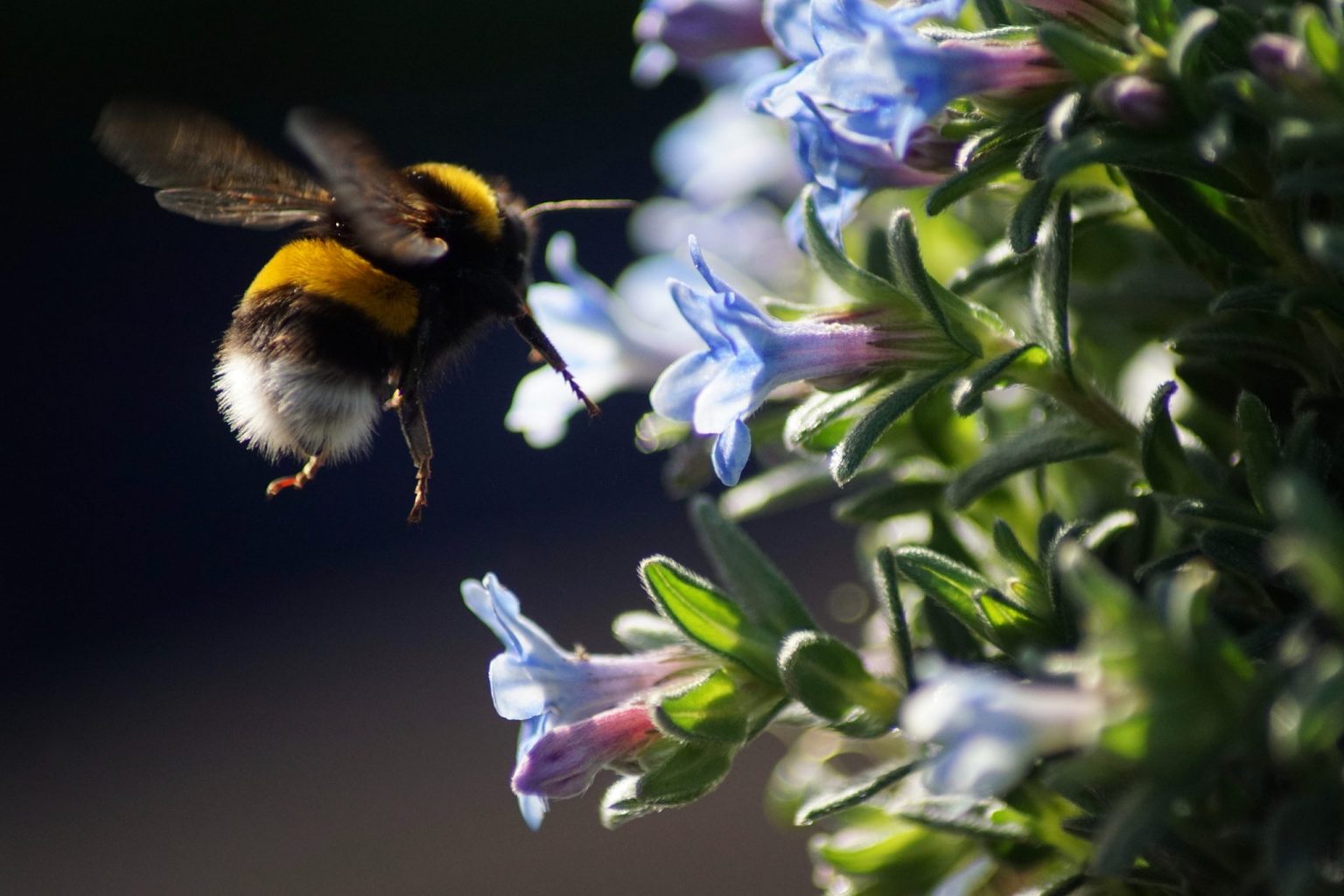 Close-up photo of a bumblebee approaching a blue flower.
